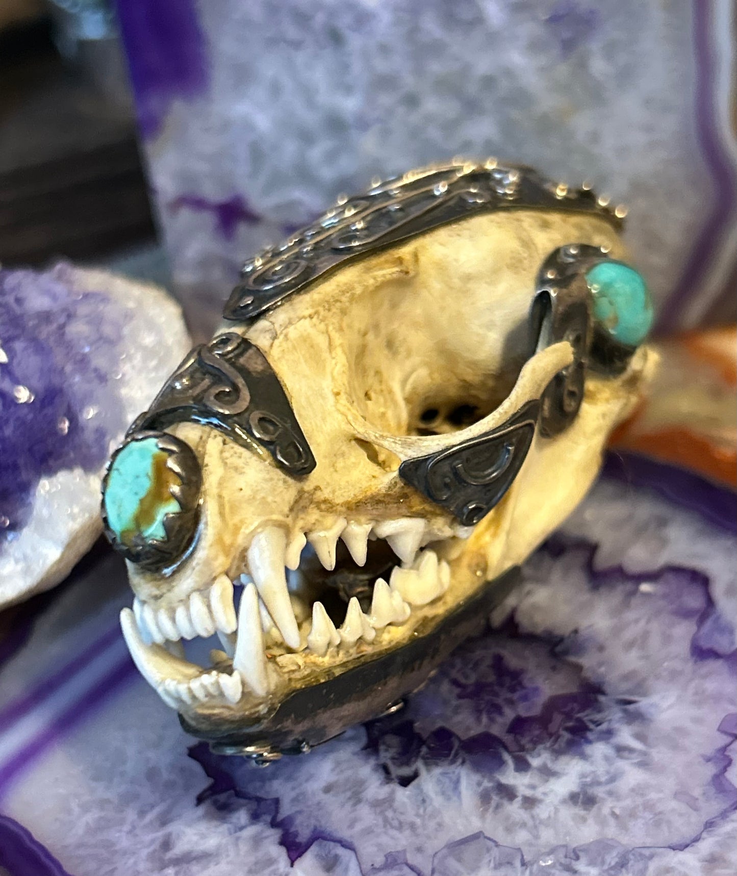 Sterling Silver & Turquoise Mexico Coati Skull Large Statement Pendant